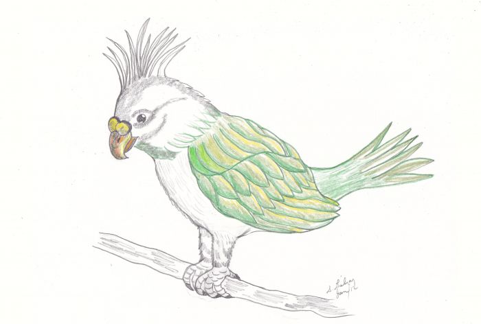 Pretty bird by Sally Gilroy